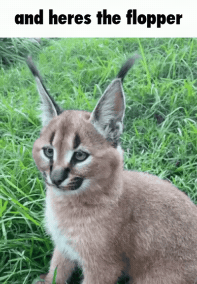 Cat In Grass And Heres The Flopper GIF