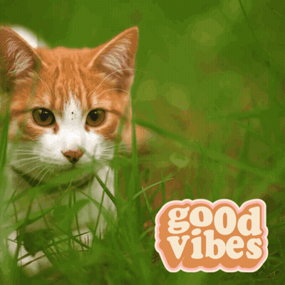 Cat In Grass Next To Good Vibes Sign GIF