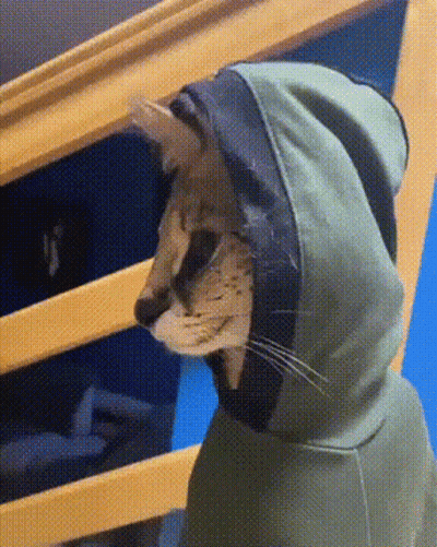 Cat In Green Hoodie Standing On Stairs GIF