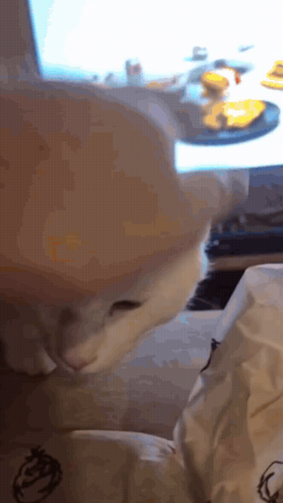 Cat In Hamburger Hat Looking At Table GIF