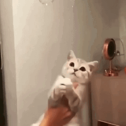 Cat In Hand Catching Bubbles GIF