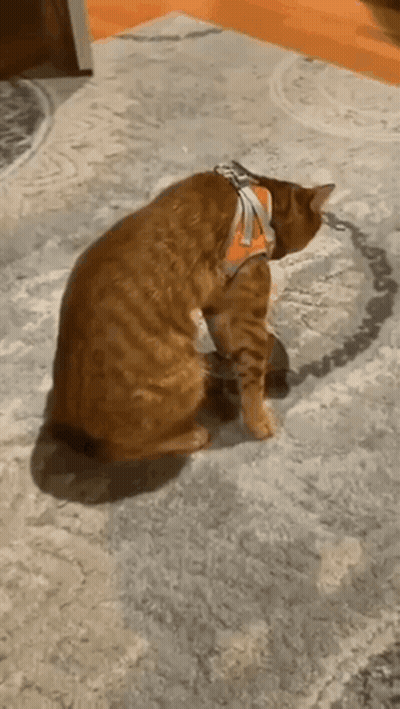 Cat In Harness Sitting On Carpet GIF