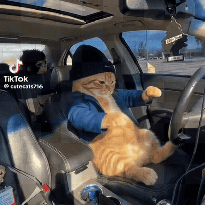 Cat In Hat And Blue Shirt Driving Car TikTok GIF