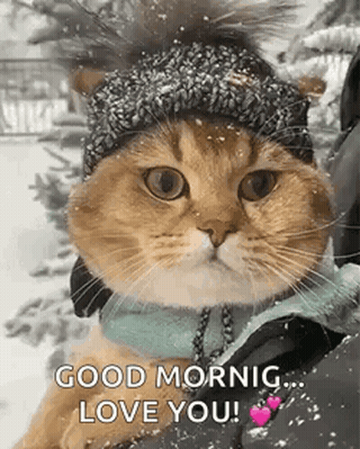 Cat In Hat And Scarf In Snow GIF