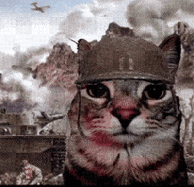 Cat In Helmet Looking At Camera Battlescene GIF