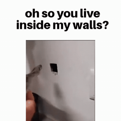 Cat In Hole Asking Oh So You Live Inside My Walls GIF