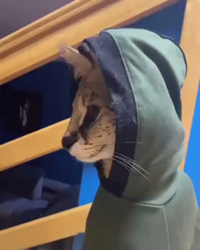 Cat in Hoodie on Staircase