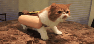 Cat In Hot Dog Costume GIF