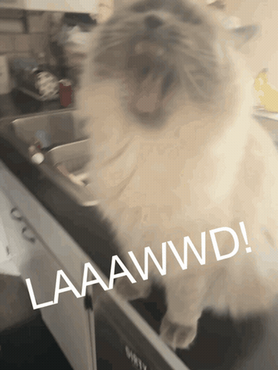 Cat In Kitchen Sink Saying Laaawwd GIF