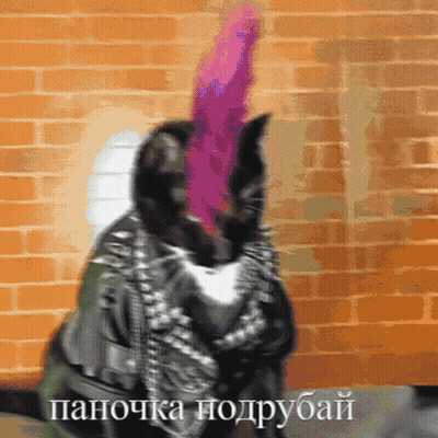 Cat In Leather Jacket And Pink Feather GIF