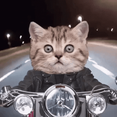 Cat In Leather Jacket Riding Motorcycle GIF