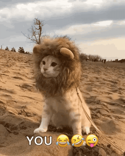 Cat In Lion Costume Saying You On Beach GIF