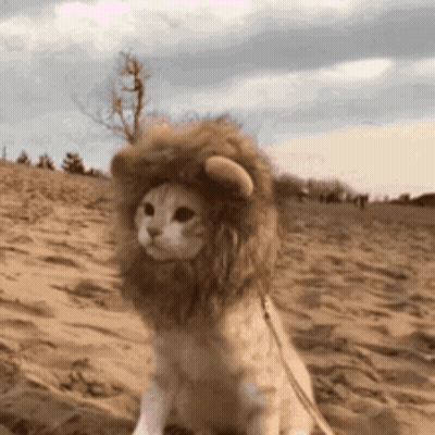 Cat In Lion Costume Sitting In Sand GIF