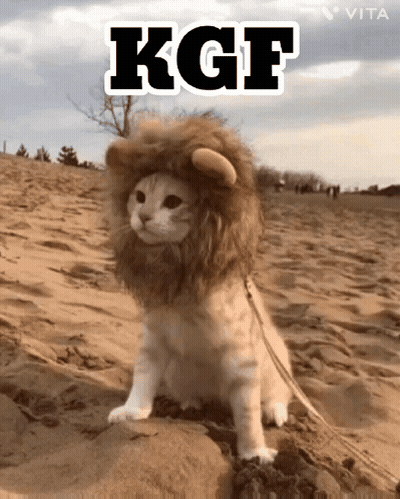 Cat in Lion Costume Sitting in Sand with KGF
