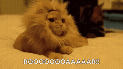 Cat In Lion Mane Lying Next To Another Cat GIF