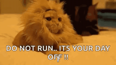 Cat In Lion Wig Laying On Bed Saying Do Not Run Its Your Day Off GIF
