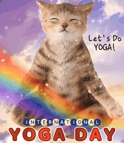Cat In Lotus Position Saying Let's Do Yoga GIF