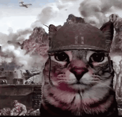 Cat In Military Helmet Looking At Camera GIF