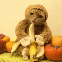 Cat In Monkey Suit Eating Banana GIF