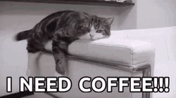 Cat In Need Of Coffee