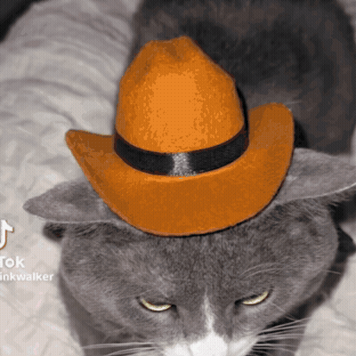 Cat In Orange Cowboy Hat Tiktok Walker GIF