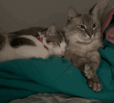 Cat In Pink Collar Laying Next To Another Cat GIF