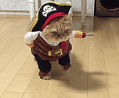 Cat In Pirate Costume Holding Knife GIF