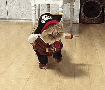 Cat In Pirate Costume Holding Sword GIF