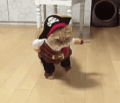 Cat In Pirate Costume Holding Sword GIF