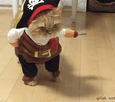 Cat In Pirate Costume With Sword GIF
