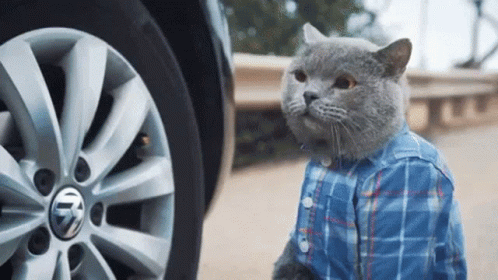Cat In Plaid Shirt In Front Of Volkswagen Wheel GIF