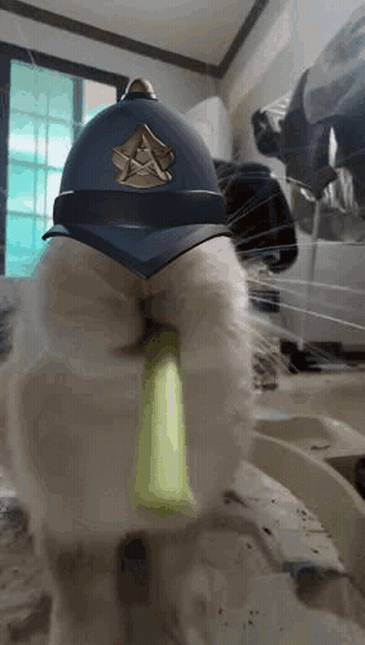 Cat In Police Helmet Playing With Green Object GIF