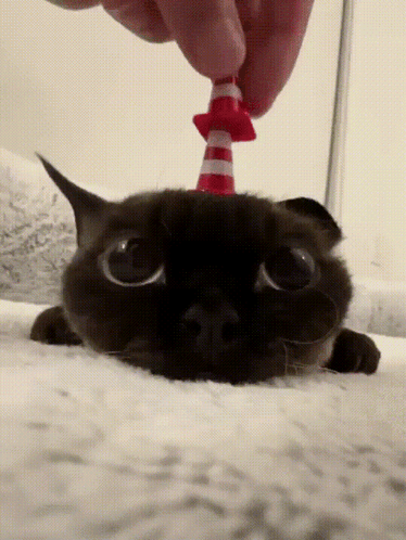 Cat In Red And White Striped Cone GIF