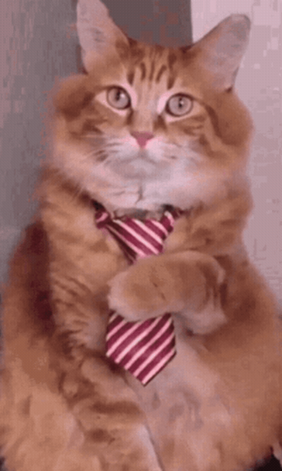 Cat In Red And White Striped Tie Says It Makes You Look Very Handsome GIF