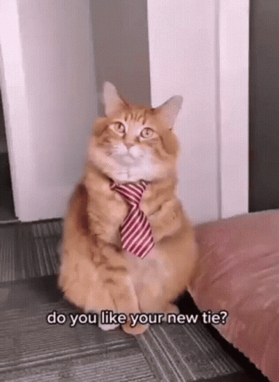 Cat In Red White Striped Tie On Couch GIF