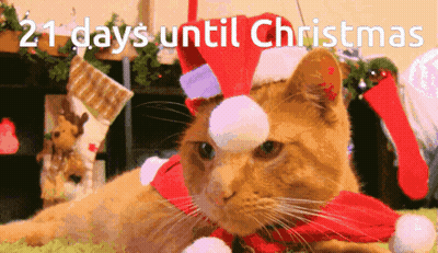Cat In Santa Hat And Scarf 21 Days Until Christmas GIF