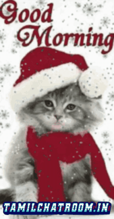 Cat In Santa Hat And Scarf GIF