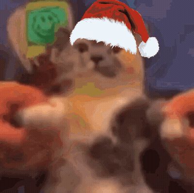 Cat In Santa Hat Taking Selfie GIF