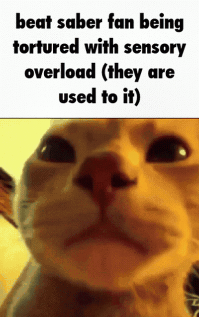 Cat In Sensory Overload GIF