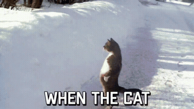 Cat In Snow When The Cat GIF