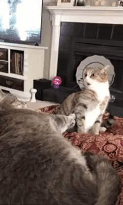 Cat In So Much Awe GIF