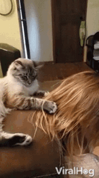 Cat In Sofa Pull Hair GIF