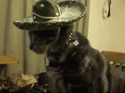 Cat In Sombrero And Collar GIF