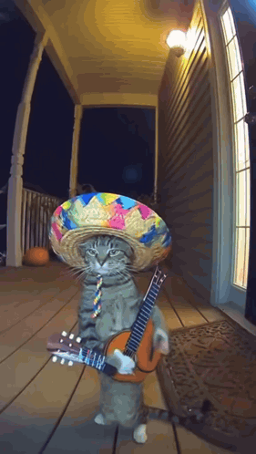 Cat In Sombrero Holding Guitar On Porch GIF