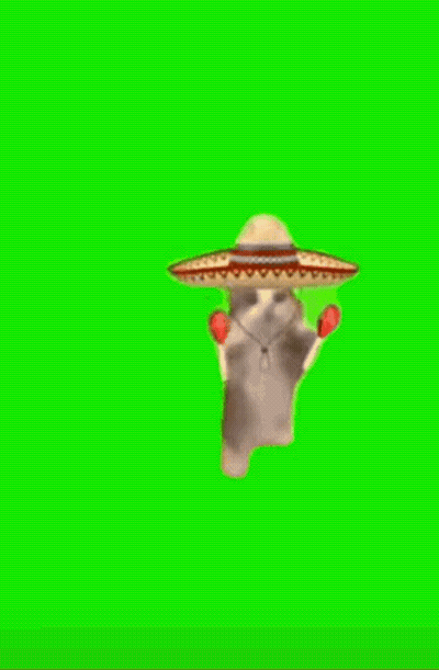Cat In Sombrero Holding Maracas GIF