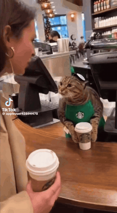 Cat in Starbucks Apron at Counter