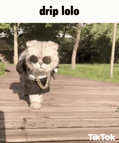 Cat In Sunglasses And Chain Walking With Caption Drip Lolo GIF