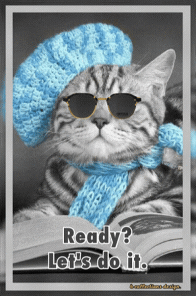 Cat In Sunglasses And Scarf Ready Let's Do It GIF