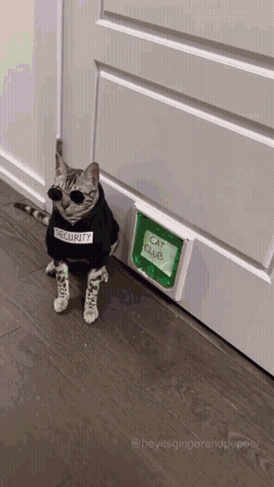 Cat In Sunglasses And Security Vest At Cat Club GIF