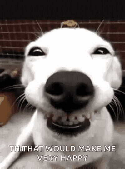 Cat In Sunglasses Holding Coffee Saying Good Morning Everyone GIF